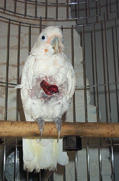 Parrot Feather Picking, Self-Mutilation, and Other OCD ...